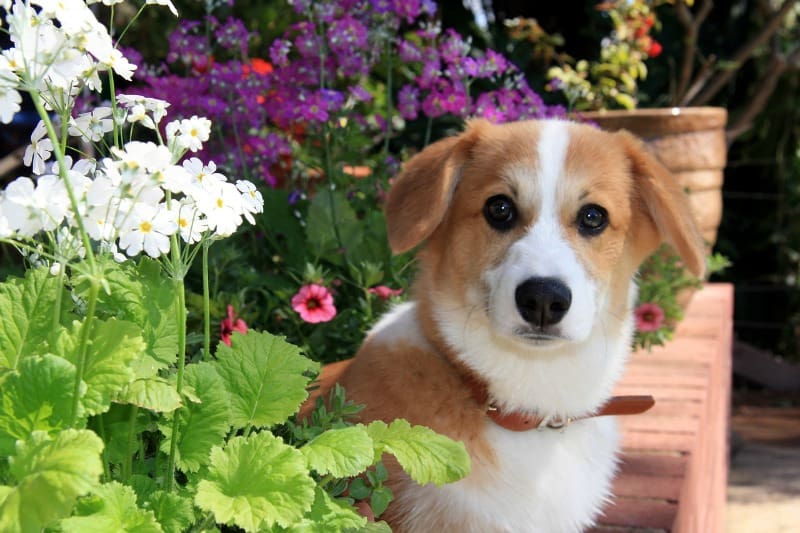 Cute corgi puppy among flowers