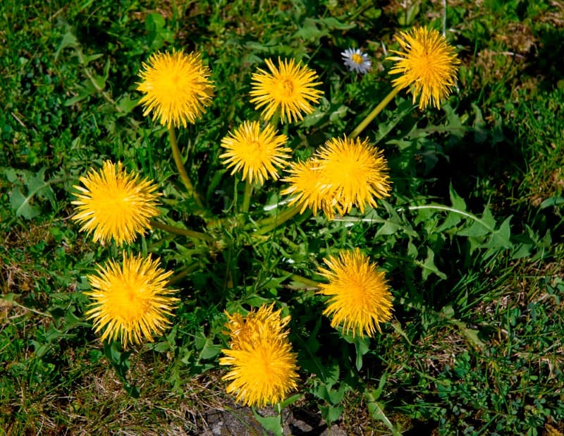 dandelion flowers