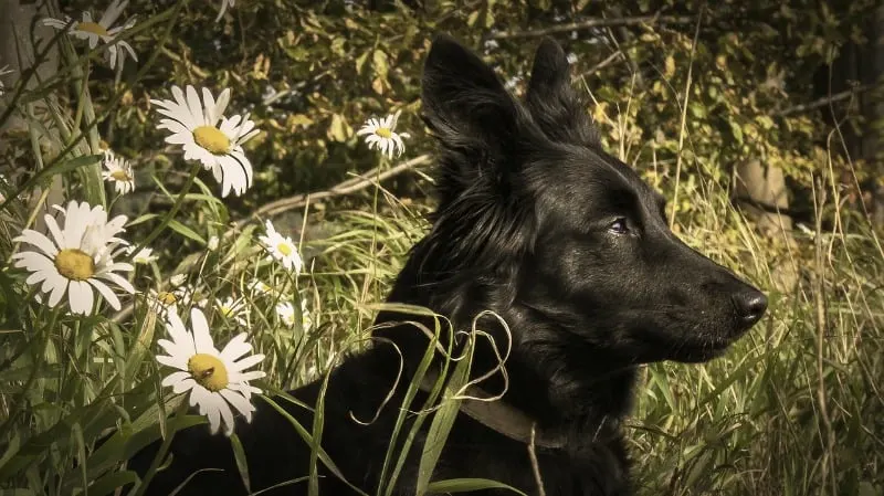 Black dog and white daisies