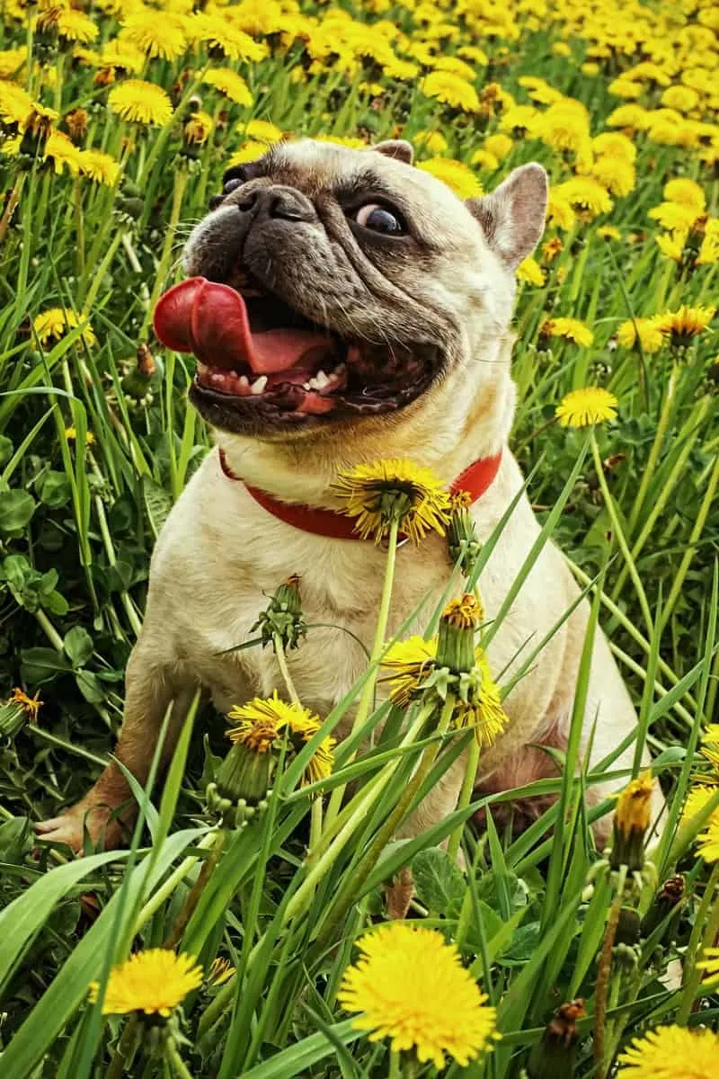 Dog in dandelion field