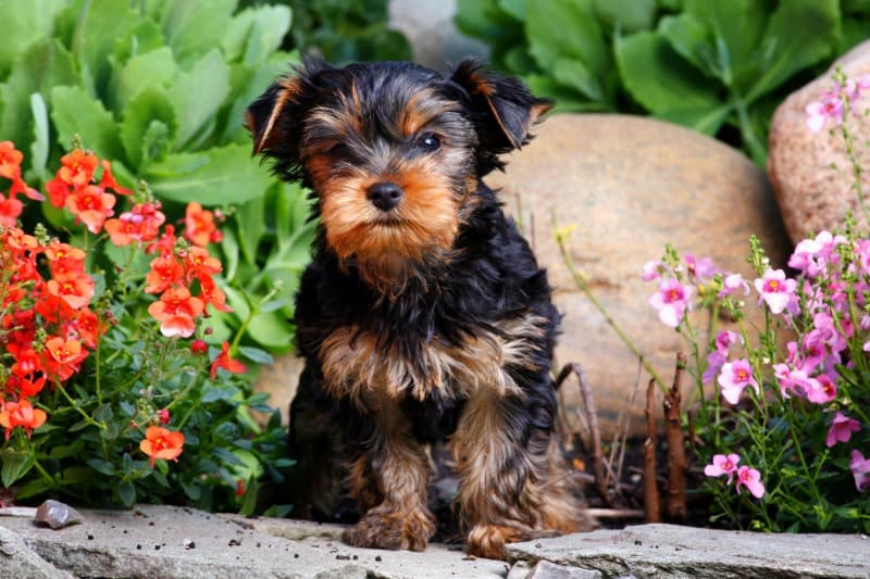 Puppy sitting in front of rock surrounded by colorful flowers