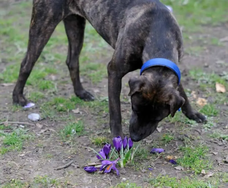 Dog smelling crocus flowers