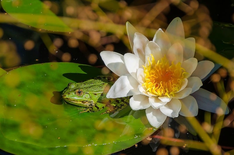 Frog on water lily