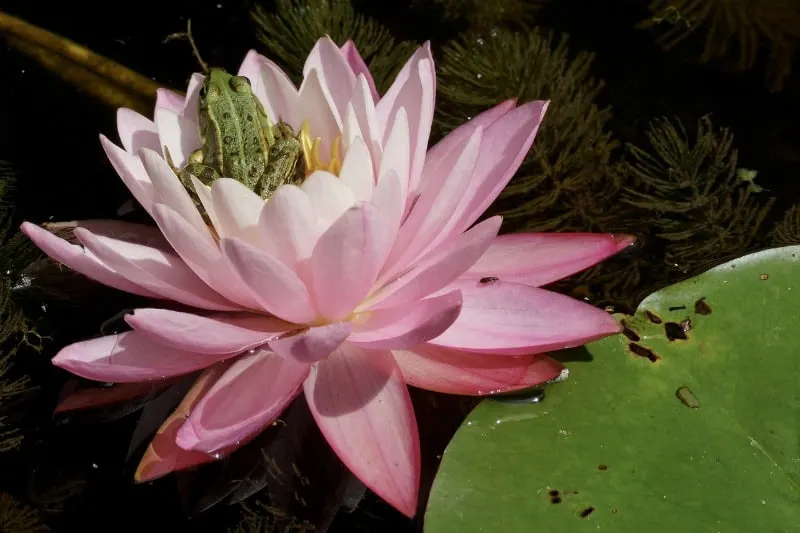 Frog resting inside a water lily