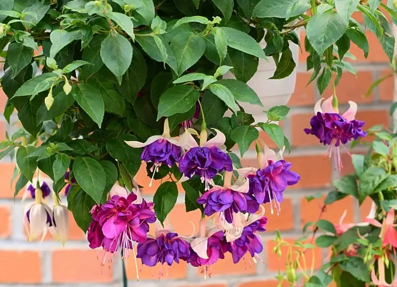 hanging purple fuchsia blossoms