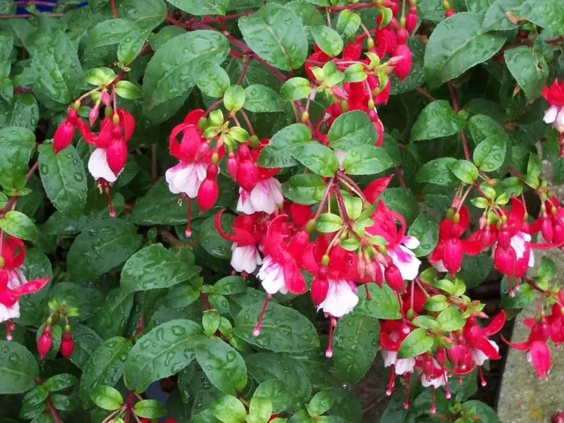 red and pink fuchsia flowers