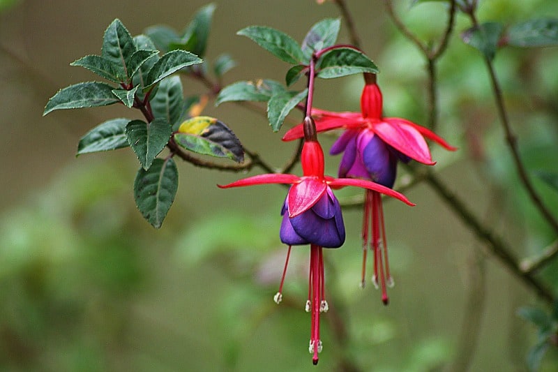 Beautiful blue adn red fuchsia flowers