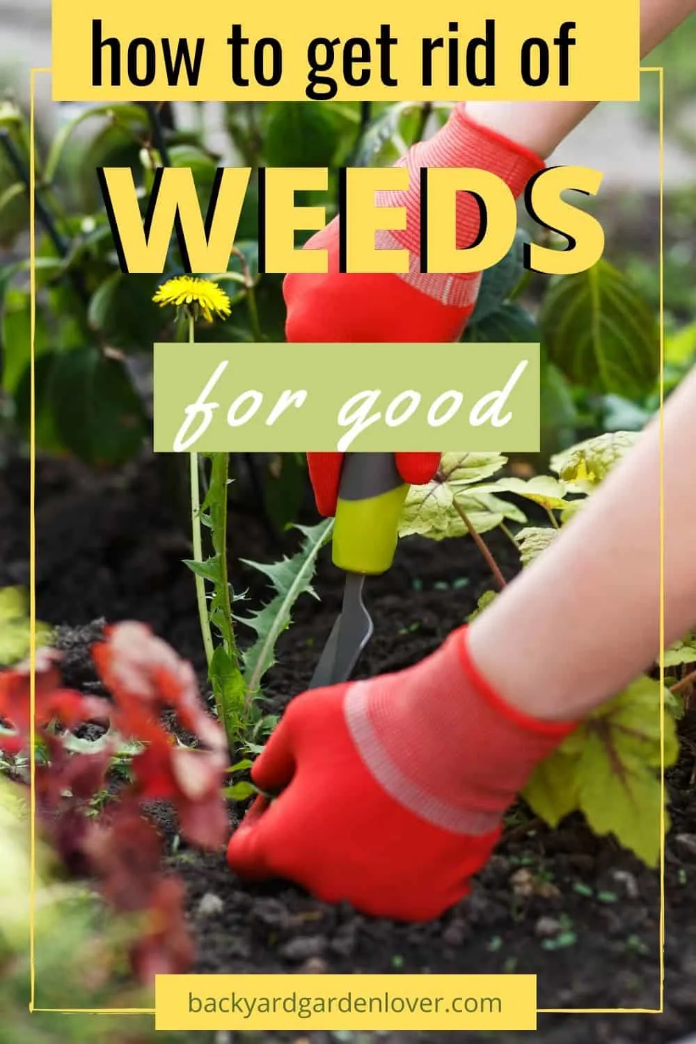 Woman wearing red garden gloves pulling weeds