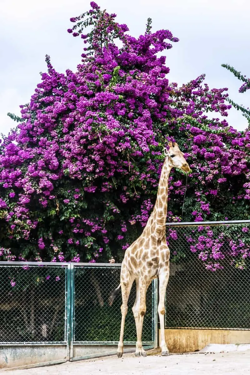 Giraffe in a garden at the Lisbon zoo
