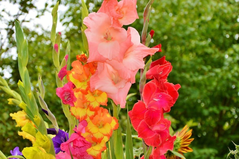 colorful gladiolus flowers
