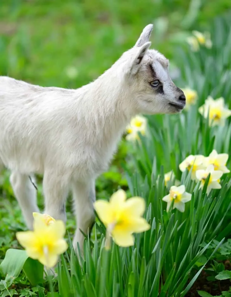 Goat and daffodils 