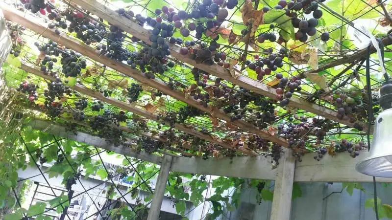 Grapevine full of ripe grapes. YUM!