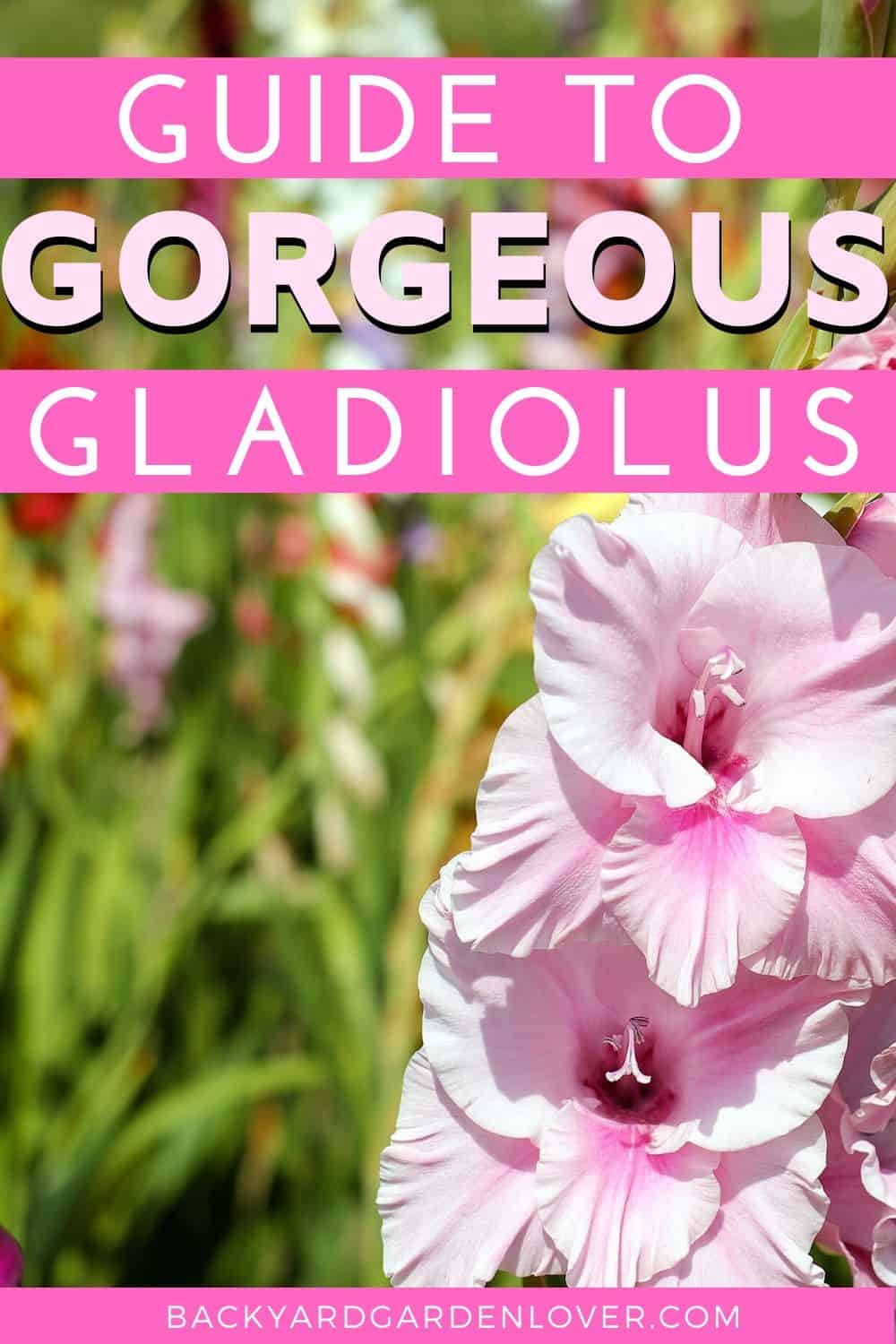 pink gladiolus flowers