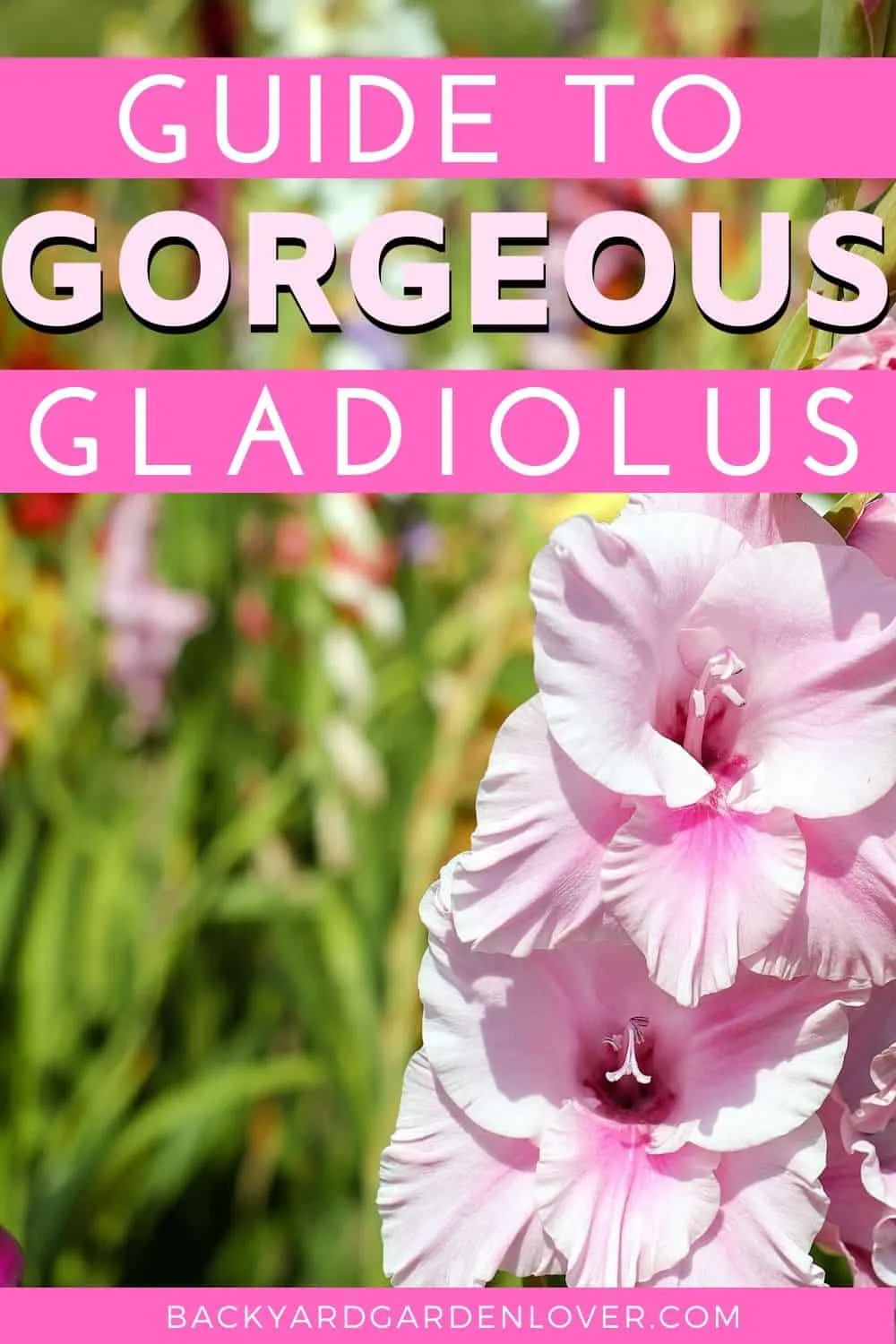 pink gladiolus flowers