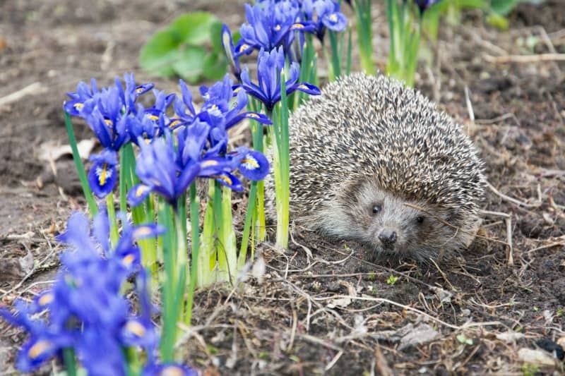 Hedgehog near purple iris flowers