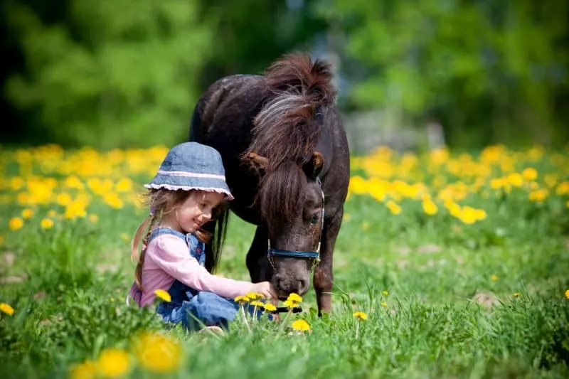 Little girl and a horse smelling dandelions