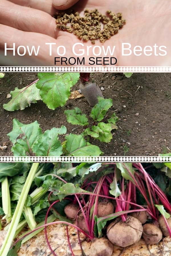 collage of beet plants