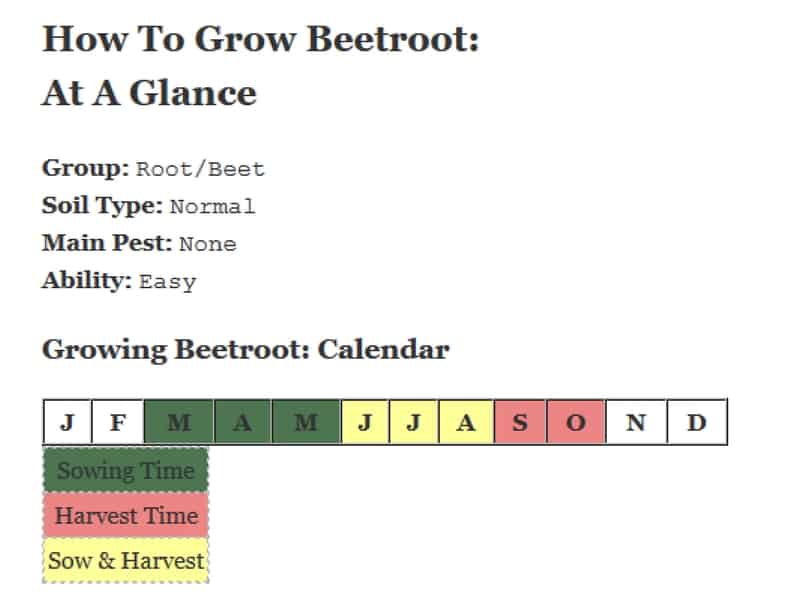 How to grow beets (also known as beetroot)
