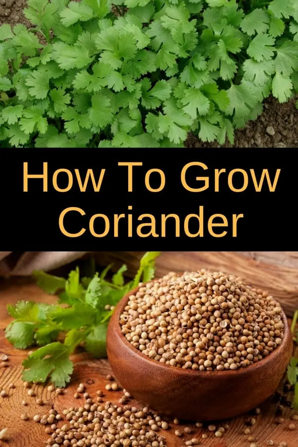 How To Grow Coriander In Your Garden