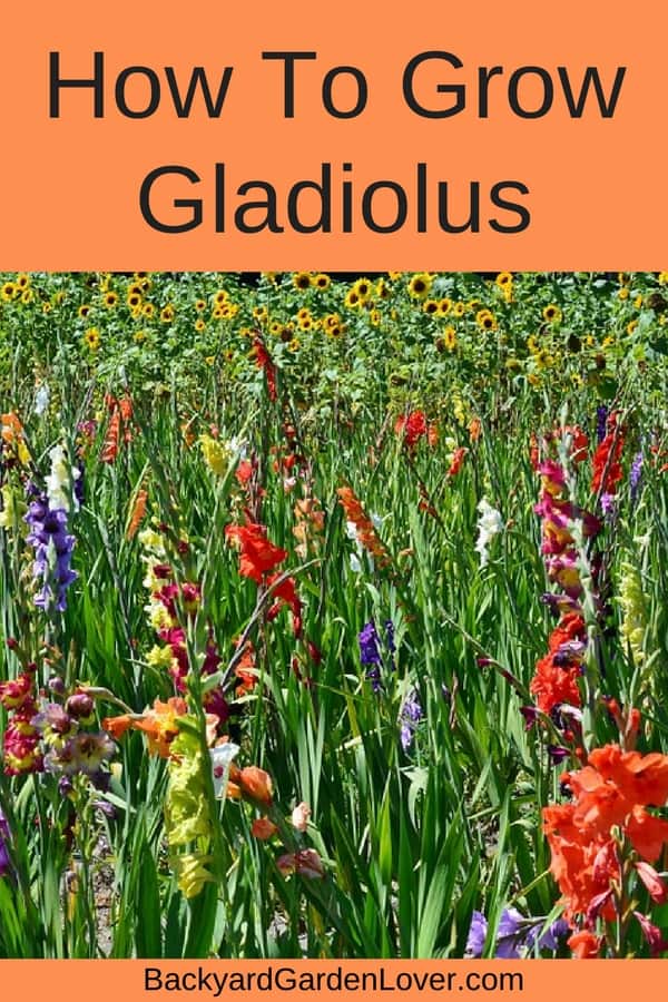 field of gladiolus flowers
