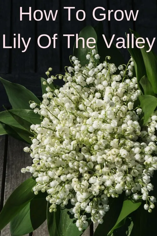 lily of the valley bouquet