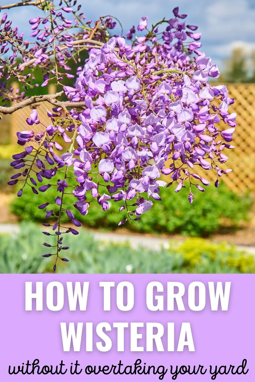 How to grow wisteria without it overtaking your yard
