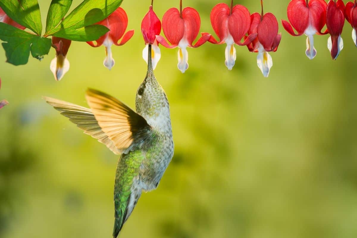 a hummingbird drinking from a bleeding heart plant