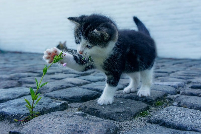 Kitty playing with a flower