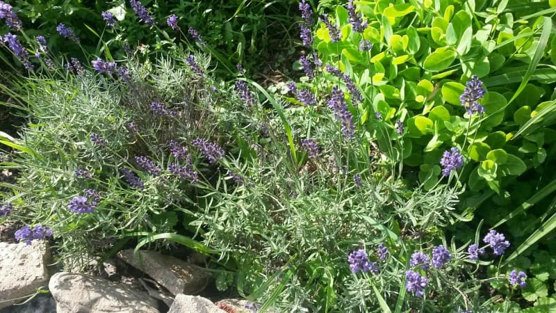 lavender bush