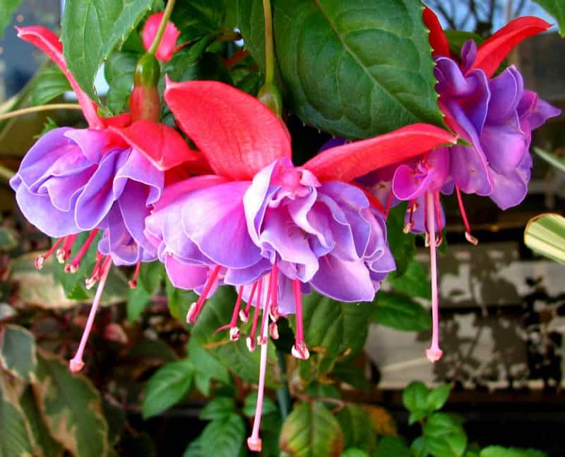 Fuchsia Pink Flowers Tips For Growing Fuchsia Plants Fuchsia Pink Flowers Tips For Growing Fuchsia Plants