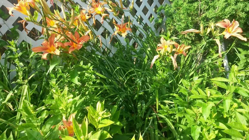 Beautiful lilies at the back of the garden