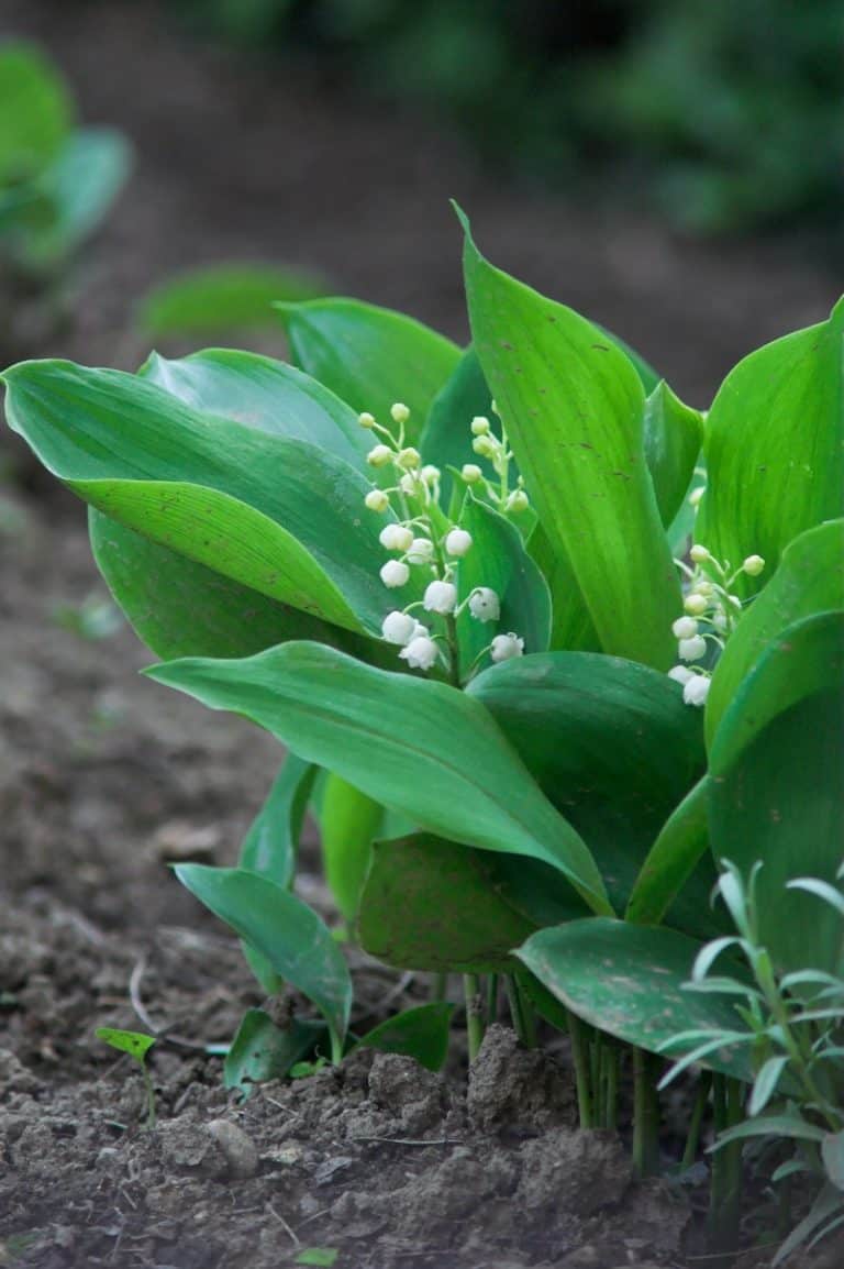 How To Grow Lily Of The Valley