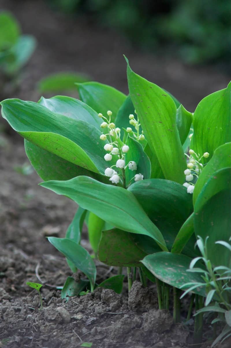 Learn how to grow lily of the valley in your garden