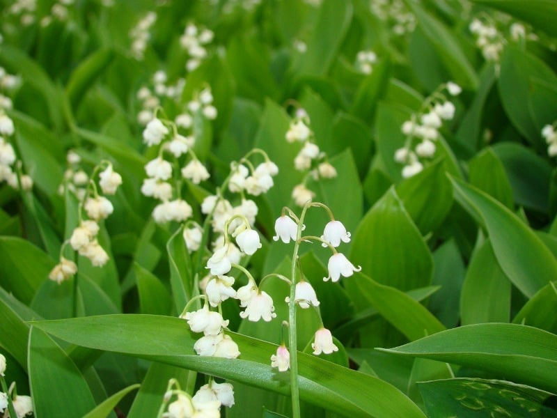 Beautiful white lily of the valley flowers