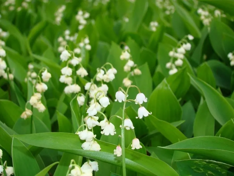 Beautiful white lily of the valley flowers