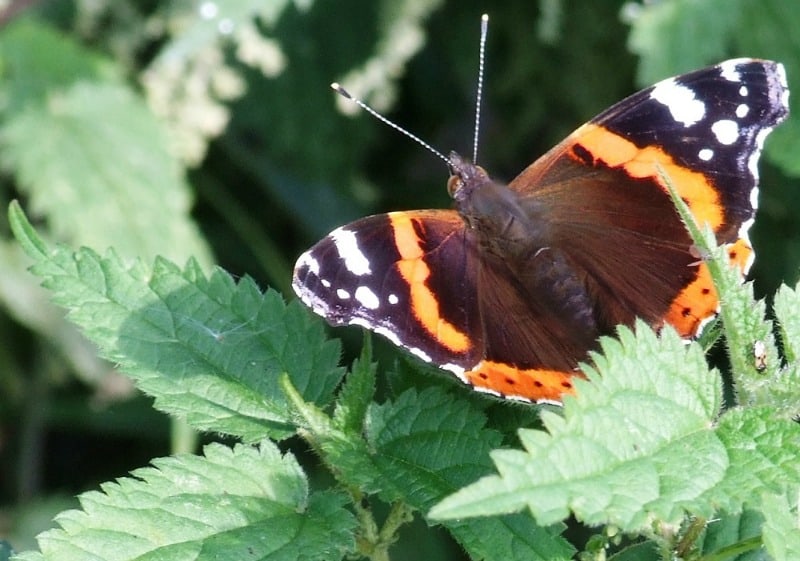 Nettles with butterfly