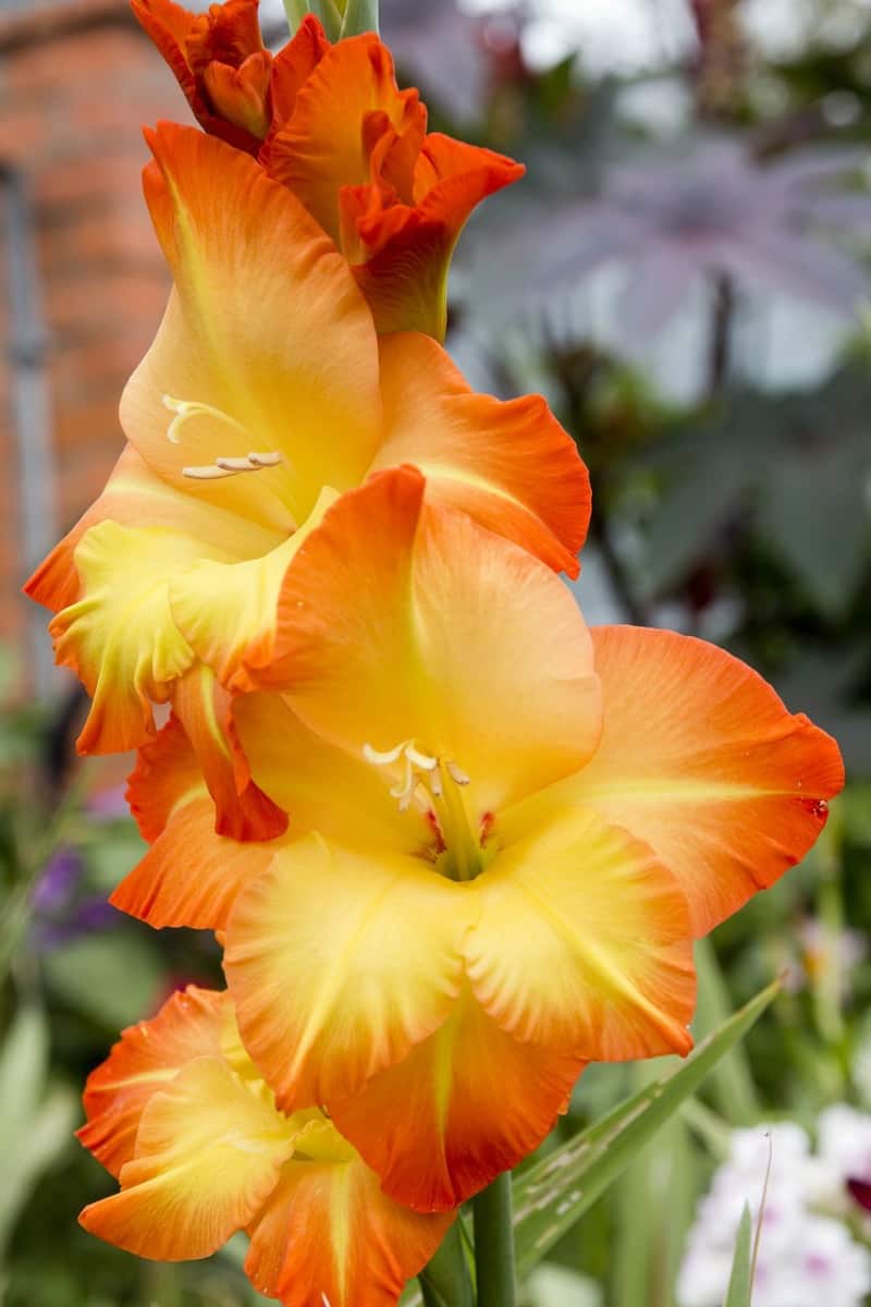 Yellow gladiolus with orange edging