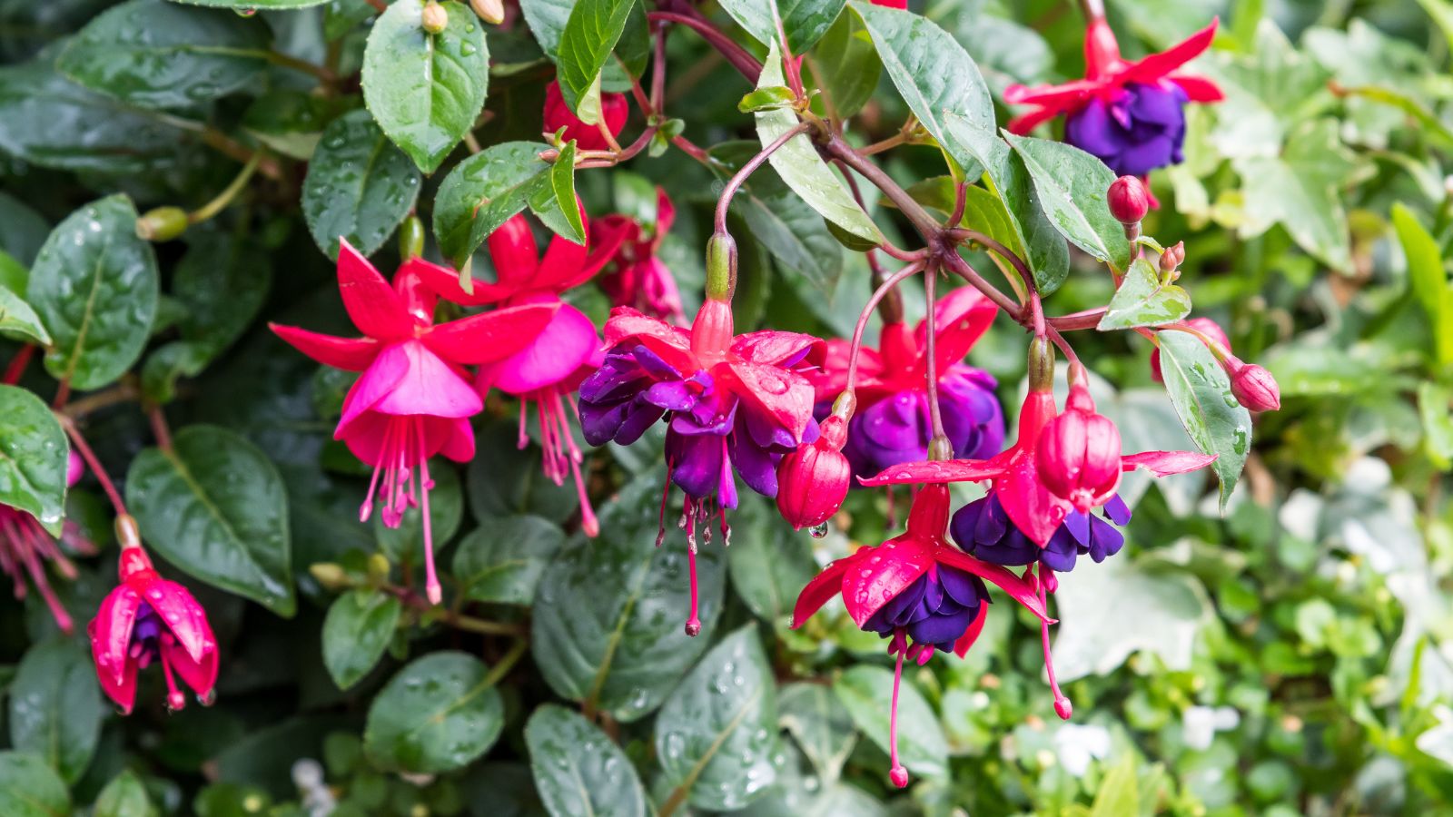 pink and purple fuchsia flowers.