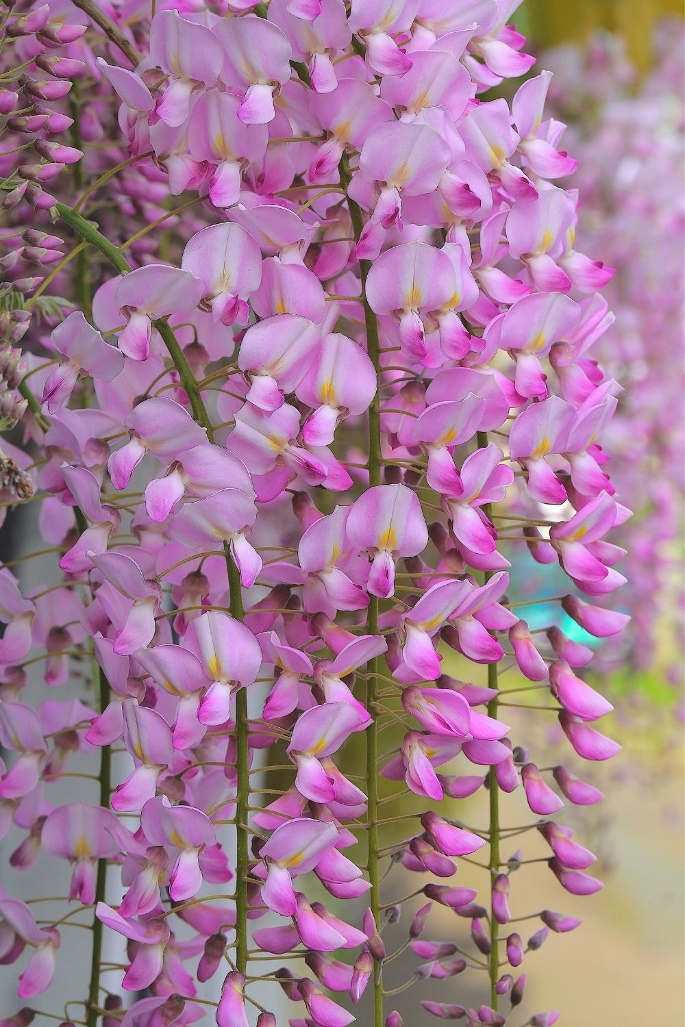 pink wisteria flowering clusters