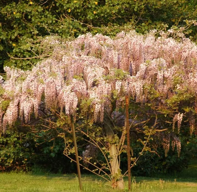 Pink wisteria tree