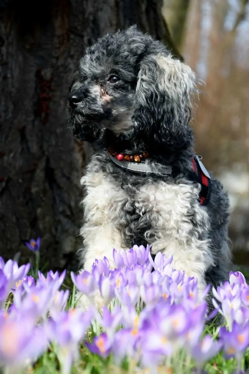 Poodle in crocus patch