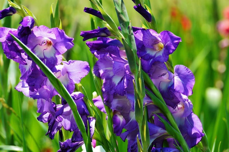 purple gladiolus flowers