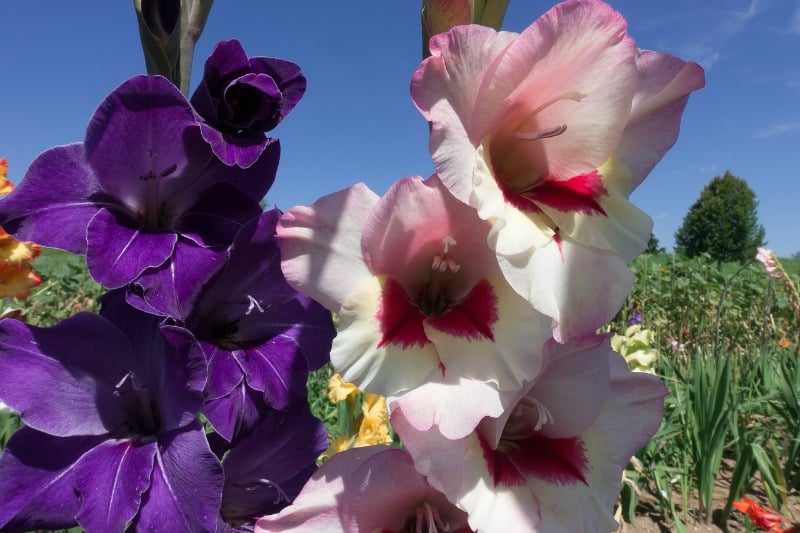 Purple and pale pink gladiolus 