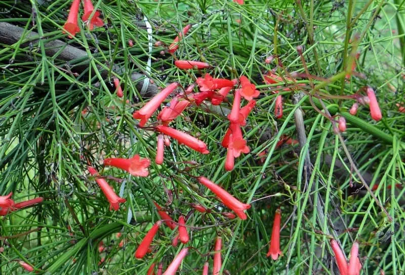 Red firecracker plant