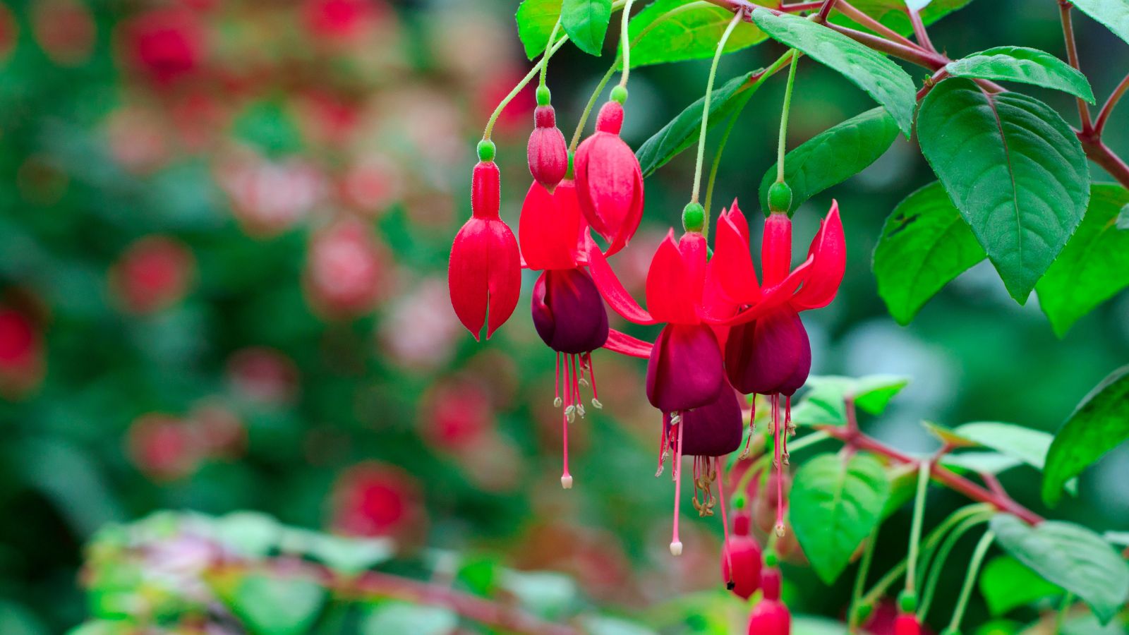 red fuchsia flowers.