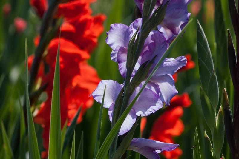 Red and purple gladiolus