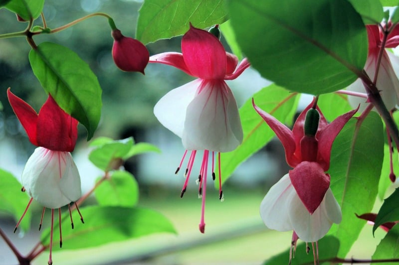 Red and white fuchsia