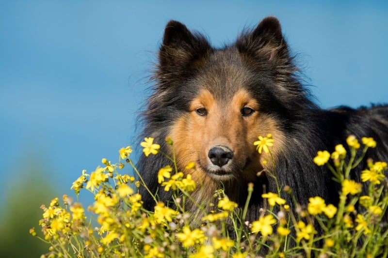 Sheltie in a field of flowers