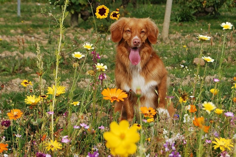 Sleepy dog in a colorful flower garden