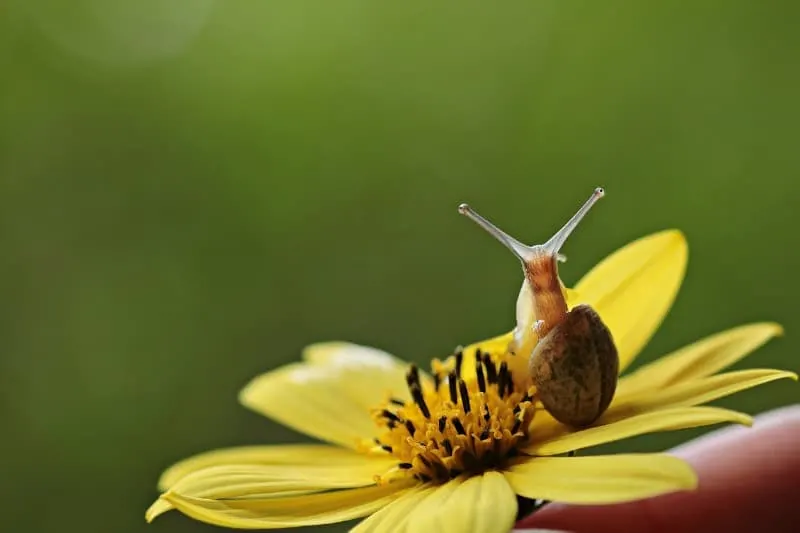Snail on yellow flower